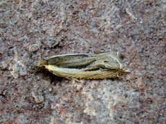 Ancylis apicella