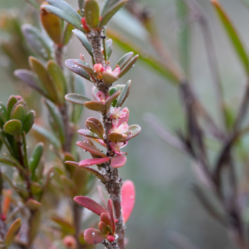 Dwarf micrantheum (Micrantheum demissum)