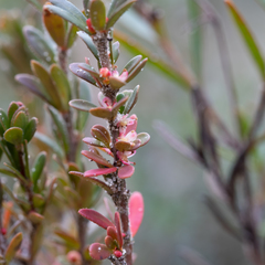 Micrantheum demissum