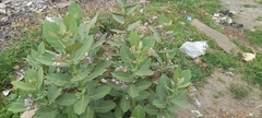 Calotropis gigantea