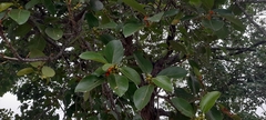 Ficus benghalensis
