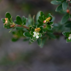Micrantheum demissum