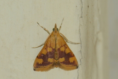 Pyrausta phoenicealis