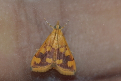 Pyrausta phoenicealis