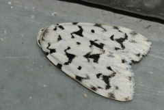 Aemene taprobanis