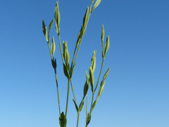Centaurium cachanlahuen