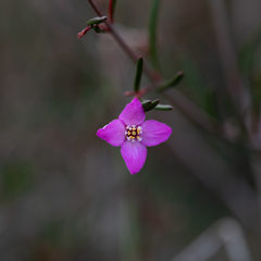 Boronia filifolia