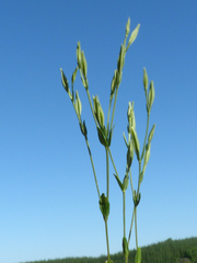 Centaurium cachanlahuen