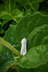 Spilosoma urticae