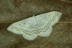 Scopula incanata