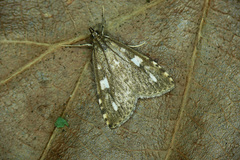 Udea olivalis