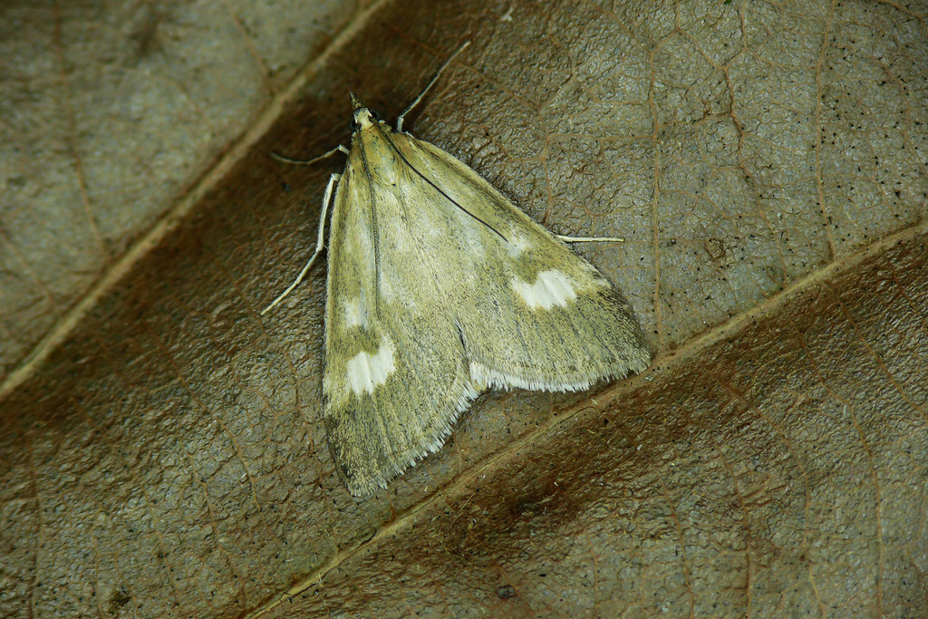 Udea alpinalis