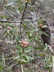 Grevillea phylicoides
