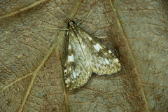 Udea olivalis