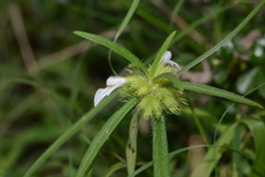 Leucas stricta