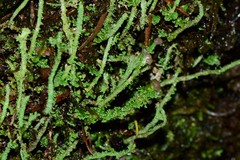 Cladonia rigida