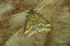 Pyrausta aerealis