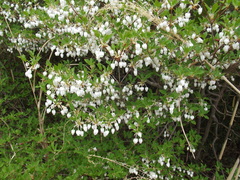 Enkianthus perulatus