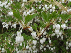 Enkianthus perulatus