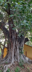 Ficus benghalensis