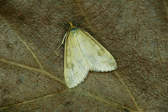 Udea nebulalis