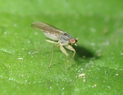 Hemerodromiinae