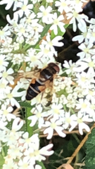 Eristalis pertinax