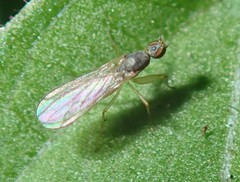 Hemerodromiinae