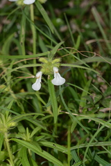 Leucas stricta