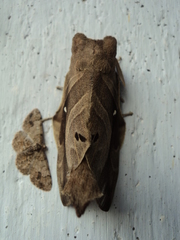 Lebeda nobilis