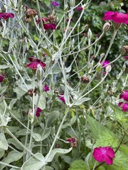 Silene coronaria