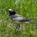Masked Wagtail - Photo (c) Sergey Pisarevskiy, some rights reserved (CC BY-NC-SA)