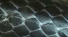 Lycodon travancoricus