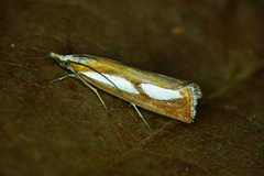 Catoptria conchella