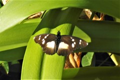 Pseudacraea lucretia