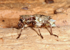Aesiotes notabilis