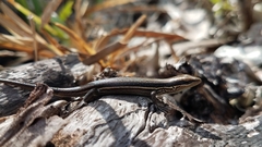Trachylepis gravenhorstii