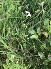 Galium uliginosum