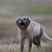 Arctic Fox - Photo (c) johnwmyles, some rights reserved (CC BY-NC), uploaded by johnwmyles