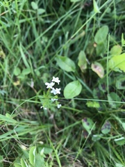 Galium uliginosum