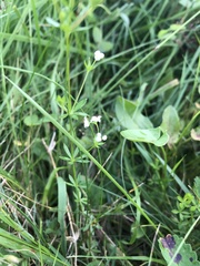 Galium uliginosum