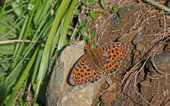 Boloria euphrosyne