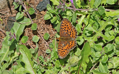 Boloria euphrosyne