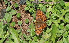 Boloria euphrosyne