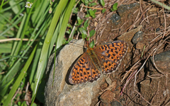 Boloria euphrosyne