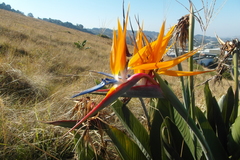 Strelitzia reginae reginae