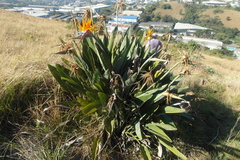Strelitzia reginae reginae