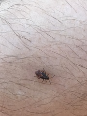 Oxycarenus lavaterae