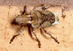 Aesiotes notabilis