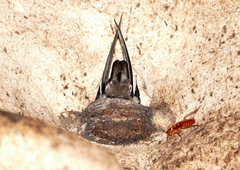 Aerodramus salangana